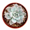 Echeveria 'Blue Bird' Succulent Live Plant 4 inch Bare Root for Garden Decor - Image 1