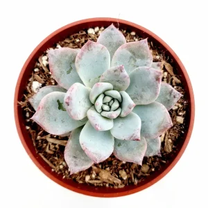 Echeveria 'Blue Bird' Succulent Live Plant 4 inch Bare Root for Garden Decor - Image 1