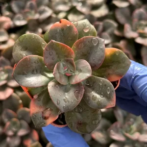 Echeveria Chroma Live Plant – Colorful Succulent for Indoor Gardens - Image 3