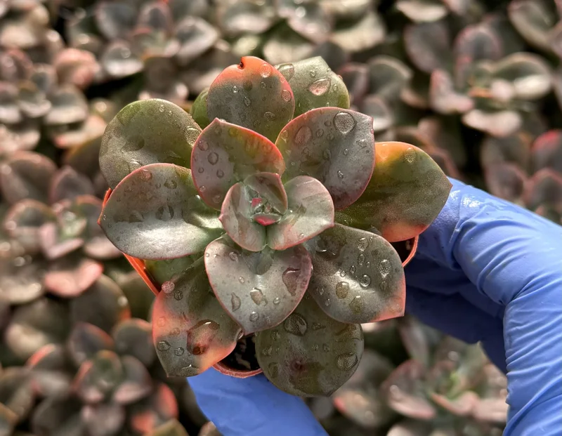 Echeveria Chroma Live Plant – Colorful Succulent for Indoor Gardens - Image 3