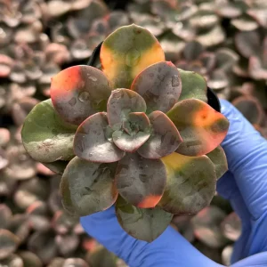 Echeveria Chroma Live Plant – Colorful Succulent for Indoor Gardens - Image 1