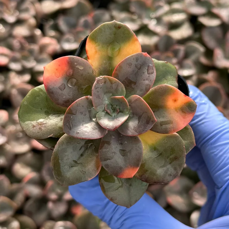 Echeveria Chroma Live Plant – Colorful Succulent for Indoor Gardens - Image 1