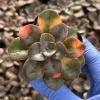 Echeveria Chroma Live Plant - Colorful Succulent for Indoor Gardens - Image 1