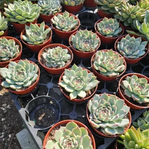 Echeveria Colorata Live Succulent Plant – Colorful, Drought-Tolerant, 4in Pot - Image 2