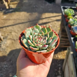 Echeveria Colorata Live Succulent Plant – Colorful, Drought-Tolerant, 4in Pot - Image 4