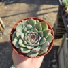 Echeveria Colorata Live Succulent Plant – Colorful, Drought-Tolerant, 4in Pot - Image 1