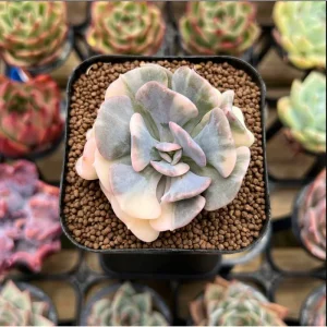 Echeveria 'Cubic Frost' Crest Succulent Live Plant, 2 Inch Pot, Indoor/Outdoor - Image 1