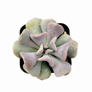 Echeveria 'Cubic Frost' Crest Succulent Live Plant, 2 Inch Pot, Indoor/Outdoor - Image 2