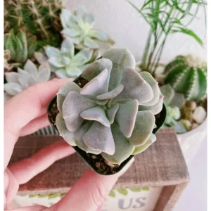 Echeveria 'Cubic Frost' Crest Succulent Live Plant, 2 Inch Pot, Indoor/Outdoor - Image 3