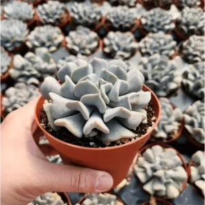 Echeveria 'Cubic Frost' Crest Succulent Live Plant, 2 Inch Pot, Indoor/Outdoor - Image 4