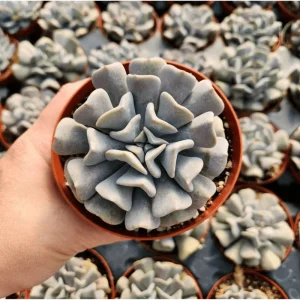Echeveria 'Cubic Frost' Crest Succulent Live Plant, 2 Inch Pot, Indoor/Outdoor - Image 5