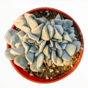 Echeveria 'Cubic Frost' Crest Succulent Live Plant, 2 Inch Pot, Indoor/Outdoor - Image 6