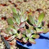 Echeveria Devotion Live Succulent Plant 4 Inch Pot - Indoor Outdoor - Image 1
