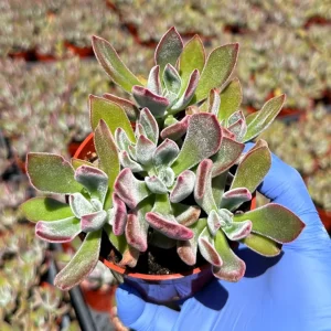 Echeveria Devotion Live Succulent Plant 4 Inch Pot - Indoor Outdoor - Image 2