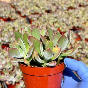 Echeveria Devotion Live Succulent Plant 4 Inch Pot - Purple Rosette Indoor/Outdoor - Image 3