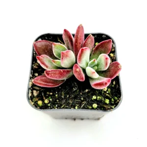 Echeveria 'Devotion' Succulent Live Plant - 2 Inch Pot - Indoor Outdoor - Image 1