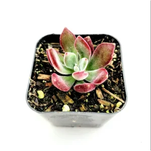Echeveria 'Devotion' Succulent Live Plant - 2 Inch Pot - Indoor Outdoor - Image 2