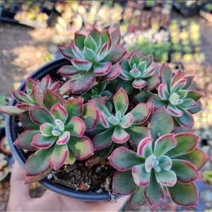 Echeveria 'Devotion' Succulent Live Plant - 2 Inch Pot - Indoor Outdoor - Image 3