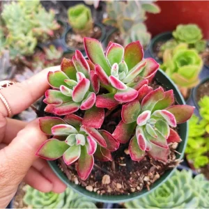 Echeveria 'Devotion' Succulent Live Plant - 2 Inch Pot - Indoor Outdoor - Image 4