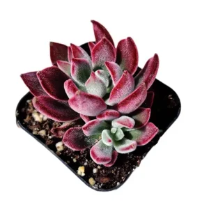 Echeveria 'Devotion' Succulent Live Plant - 2 Inch Pot - Indoor Outdoor - Image 5
