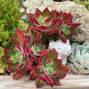 Echeveria 'Devotion' Succulent Live Plant - 2 Inch Pot - Indoor Outdoor - Image 6
