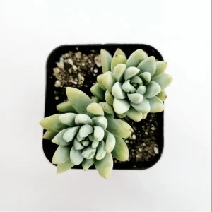 Echeveria 'Irish Mint' Succulent Live Plant 2 Inch Pot Indoor Outdoor - Image 2