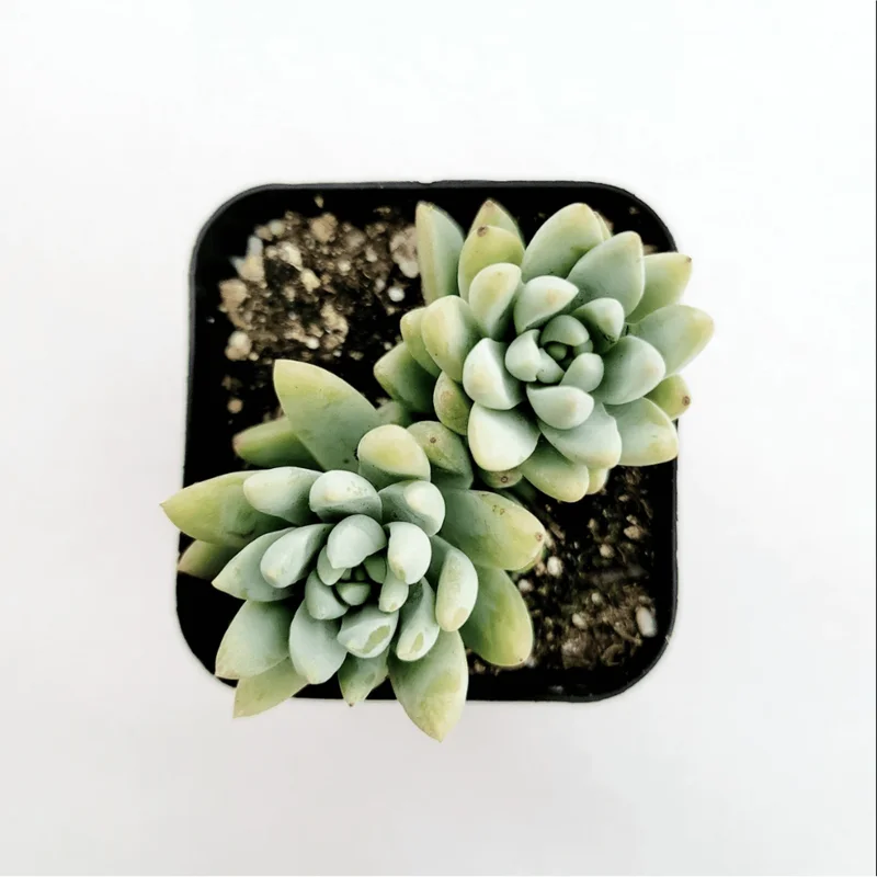 Echeveria 'Irish Mint' Succulent Live Plant 2 Inch Pot Indoor Outdoor - Image 2