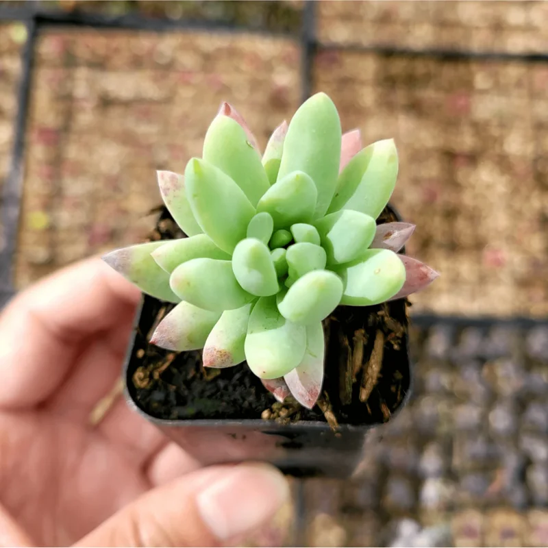 Echeveria 'Irish Mint' Succulent Live Plant 2 Inch Pot Indoor Outdoor - Image 3
