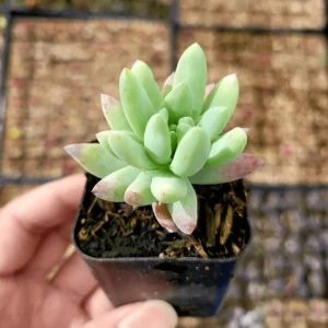 Echeveria 'Irish Mint' Succulent Live Plant 2 Inch Pot Indoor Outdoor - Image 4