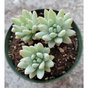 Echeveria 'Irish Mint' Succulent Live Plant 2 Inch Pot Indoor Outdoor - Image 5