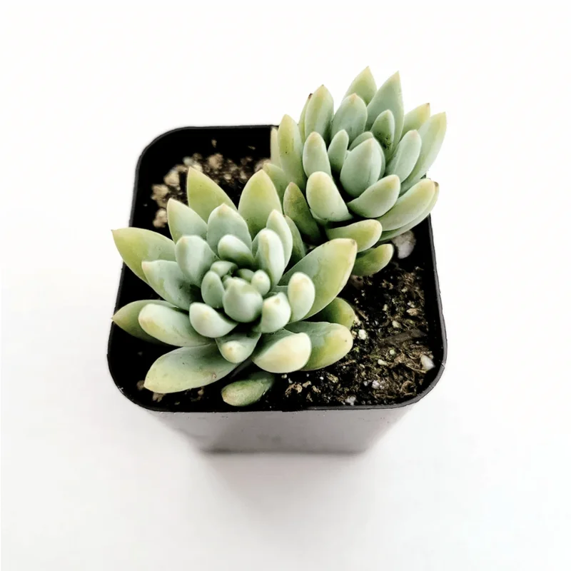 Echeveria 'Irish Mint' Succulent Live Plant 2 Inch Pot Indoor Outdoor - Image 1