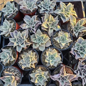 Echeveria Madiba Live Succulent Plant – 4in Pot – Indoor – Unique Wavy Leaves - Image 2