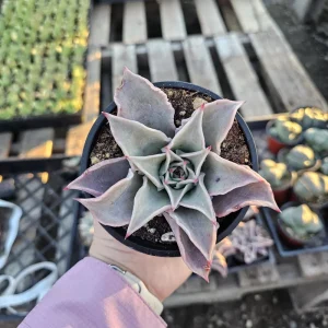 Echeveria Madiba Live Succulent Plant – 4in Pot – Indoor – Unique Wavy Leaves - Image 3