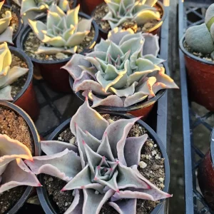 Echeveria Madiba Live Succulent Plant – 4in Pot – Indoor – Unique Wavy Leaves - Image 4