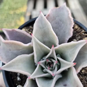 Echeveria Madiba Live Succulent Plant – 4in Pot – Indoor – Unique Wavy Leaves - Image 5