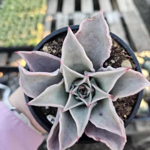 Echeveria Madiba Live Succulent Plant – 4in Pot – Indoor – Unique Wavy Leaves - Image 6