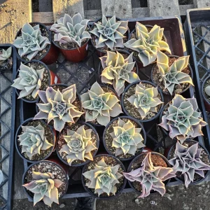 Echeveria Madiba Live Succulent Plant – 4in Pot – Indoor – Unique Wavy Leaves - Image 7