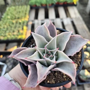 Echeveria Madiba Live Succulent Plant – 4in Pot – Indoor – Unique Wavy Leaves - Image 1