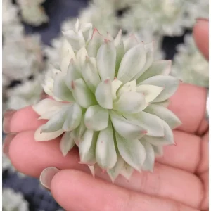 Echeveria Mebina Variegated Succulent Live Plant, 2 Inch Pot, Indoor/Outdoor - Image 2