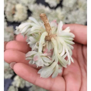 Echeveria Mebina Variegated Succulent Live Plant, 2 Inch Pot, Indoor/Outdoor - Image 3