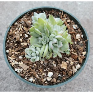 Echeveria Mebina Variegated Succulent Live Plant, 2 Inch Pot, Indoor/Outdoor - Image 4