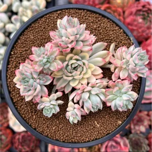 Echeveria Mebina Variegated Succulent Live Plant, 2 Inch Pot, Indoor/Outdoor - Image 6