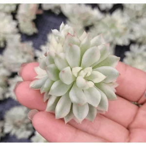 Echeveria Mebina Variegated Succulent Live Plant, 2 Inch Pot, Indoor/Outdoor - Image 1