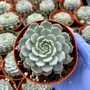 Echeveria Minima Live Plant – 4 Inch Blue Succulent – Indoor Houseplant - Image 2