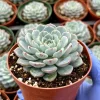 Echeveria Minima Live Plant – 4 Inch Blue Succulent – Indoor Houseplant - Image 1