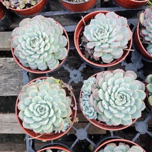 Echeveria Minima Live Plant – Succulent – 2in & 4in Pot – Indoor/Outdoor - Image 3