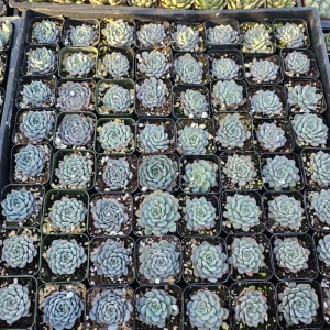 Echeveria Minima Live Plant – Succulent – 2in & 4in Pot – Indoor/Outdoor - Image 4