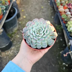 Echeveria Minima Live Plant – Succulent – 2in & 4in Pot – Indoor/Outdoor - Image 5