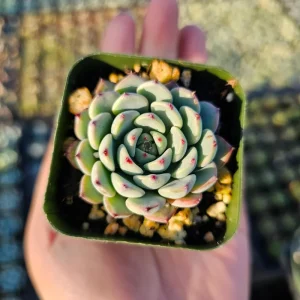 Echeveria Minima Live Plant – Succulent – 2in & 4in Pot – Indoor/Outdoor - Image 6