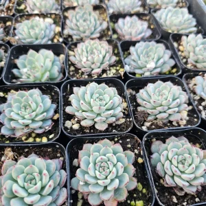 Echeveria Minima Live Plant – Succulent – 2in & 4in Pot – Indoor/Outdoor - Image 7